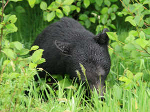 Sort Bjørn Sort Bjørn